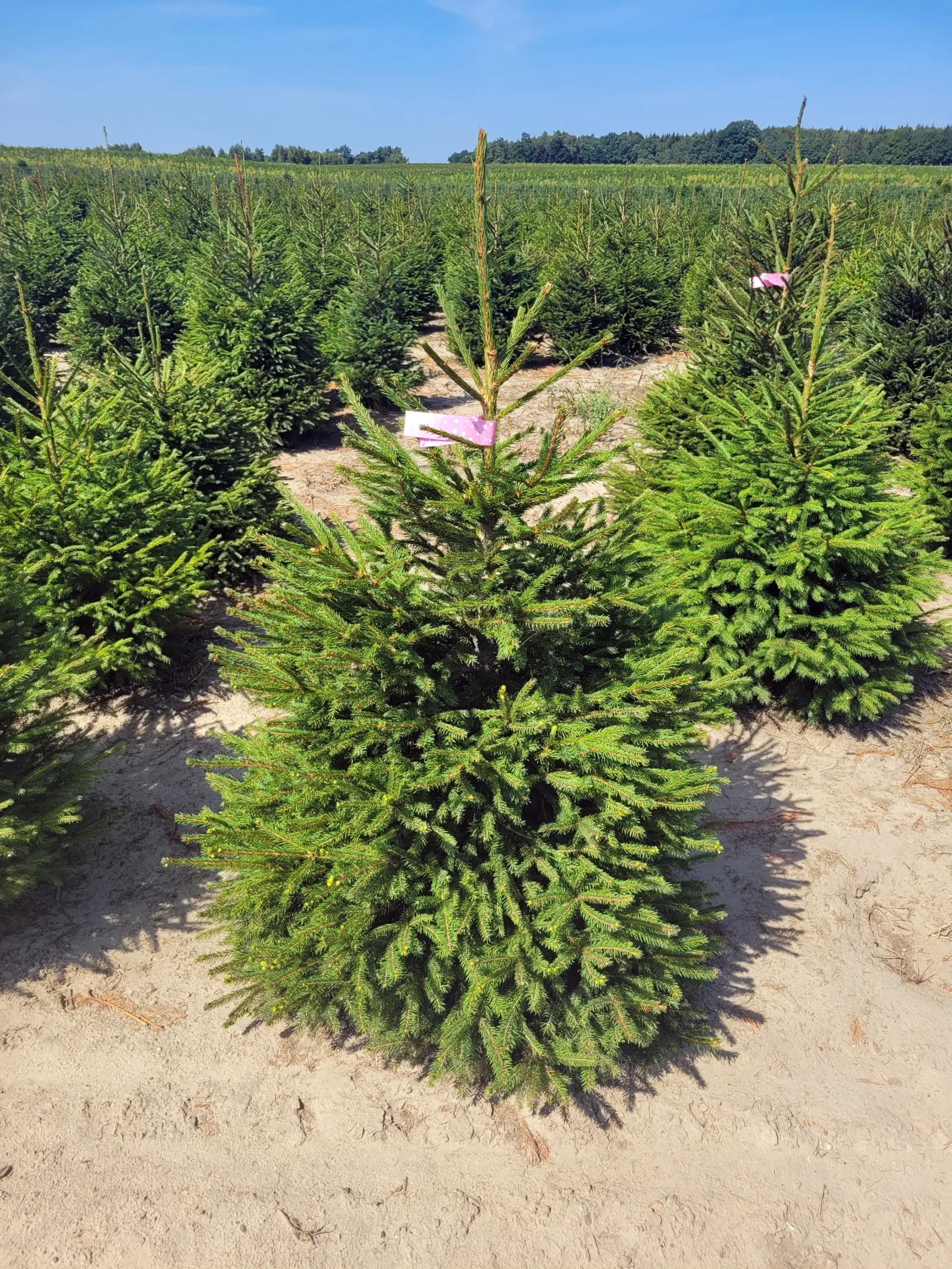 Świerk pospolity (picea abies) rosnący w donicy