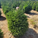 Świerk pospolity (picea abies) rosnący w donicy