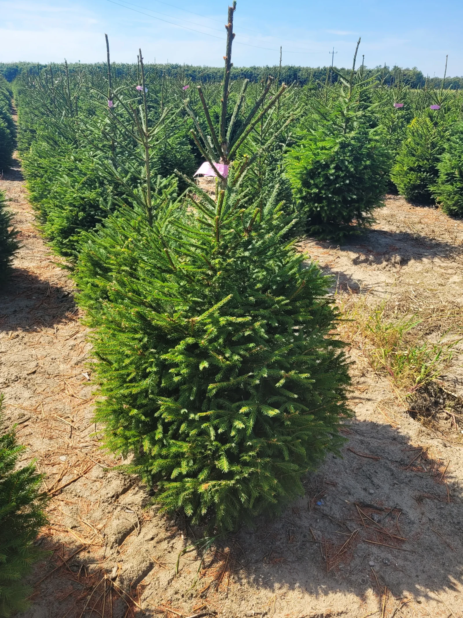 Świerk pospolity (picea abies) rosnący w donicy