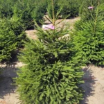 Świerk pospolity (picea abies) rosnący w donicy